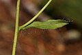 Hieracium albiflorum