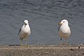 Larus delawarensis