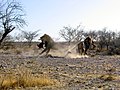 Male lions fighting for prey