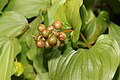 Maianthemum dilatatum