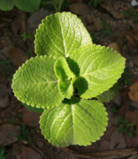 Mexican-Mint Plant cropped.png