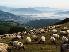 Mountain view with sheep.jpg