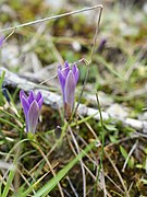 Romulea requienii