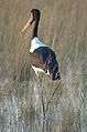 Okavango Delta