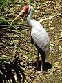 Yellow Billed Stork at Safari Park