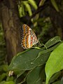 Bortenfalter (Cethosia biblis)