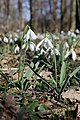 Galanthus nivalis – 2022