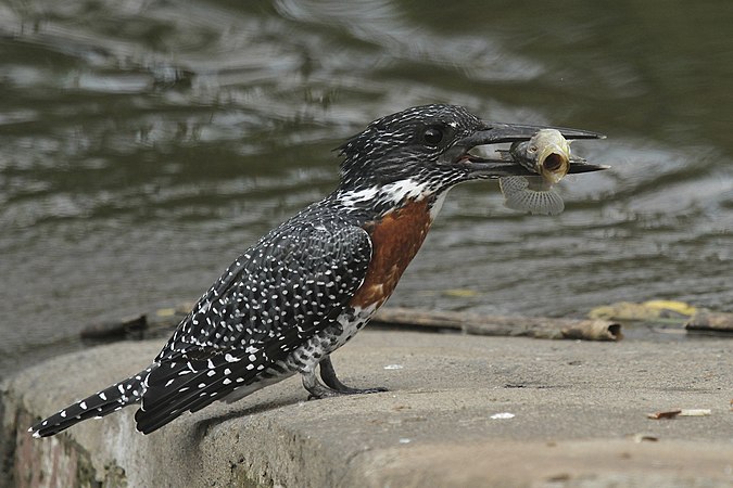 (5 April 2012) Kingfishing in South Africa by Rute Martins