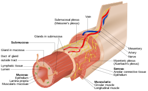 Layers of the GI Tract english.svg