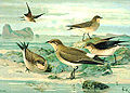 Glareola pratincola (all birds except from the first one on the left - Glareola nordmanni)
