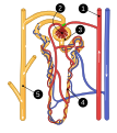 nephron