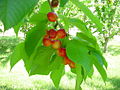 Fruit; cultivar 'Rainier'