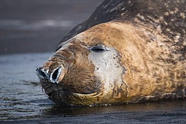 2021-06 Amsterdam Island - Southern elephant seal 07.jpg