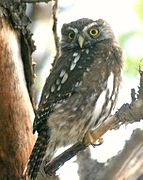 Chuncho/ Austral Pygmy-Owl