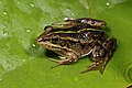 Pelophylax shquipericus (en)