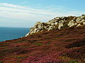 Français : Crozon : végétation près du Cap de la Chèvre Deutsch: Heidelandschaft am Cap de La Chevre