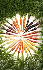 Thumbnail for File:Carrots of many colors.jpg