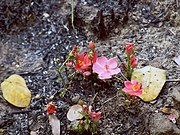   Hibiscus rhodanthus