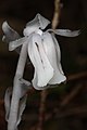 Monotropa uniflora