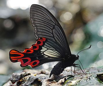 ♂ Papilio maraho