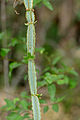 Cissus quadrangularis