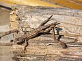 Western fence lizard