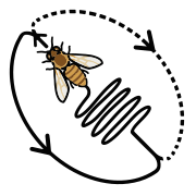 202208 European honey bee waggle dance.svg