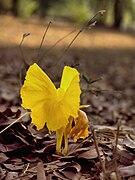   Costus spectabilis