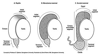 Drawing of epididymis of reptile, monotreme and scrotal mammals.jpg