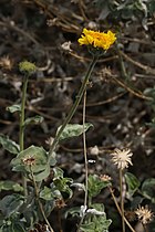 Encelia actoni