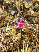 Gladiolus communis