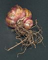 Lilium speciosum var. rubrum Bulbus