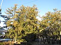 The old Torreya Nut Tree stood even before the castle