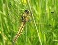 Black-tailed Skimmer (Orthetrum cancellatum)