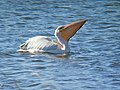 Cresswell Pond, Northumberland, UK; escape from captivity