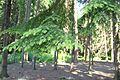 Foliage, Rogów Arboretum