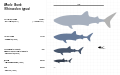 Whale Shark (Rhincodon typus) Scale Diagram