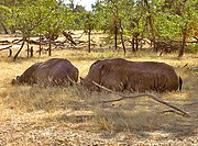 Ceratotherium simum