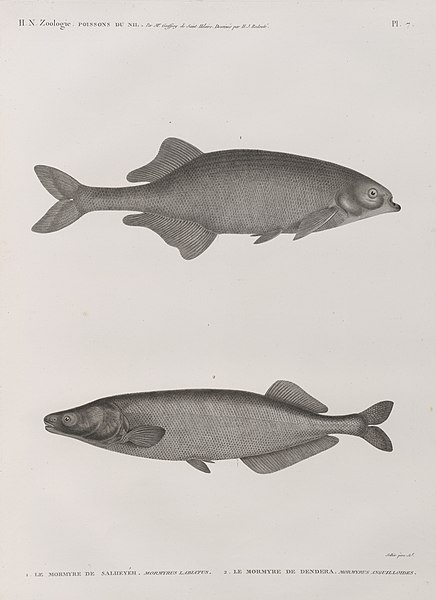 Pl.7 - 1. Le Mormyre de Salheyéh (Mormyrus labiatus) 2. Le Mormyre de Dendera (Mormyrus anguilloides)