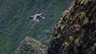 2020-12 Amsterdam Island - Dark-mantled sooty albatross 47.jpg