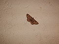 Falena / Moth.