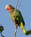 Thumbnail for File:Amazona leucocephala -in tree-4cp.jpg