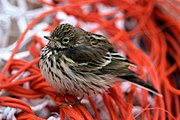 Anthus pratensis