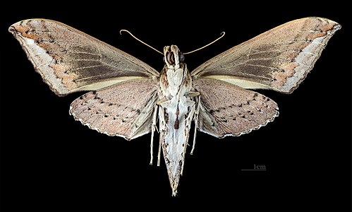 ♀ Elibia dolichus ventral view