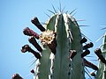 Pachycereus weberi (1).jpg