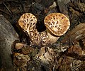 12 Polyporus squamosus 2010 G4 uploaded by George Chernilevsky, nominated by George Chernilevsky