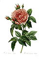 Rosa gallica regalis, 1824