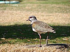 Southern Lapwing.