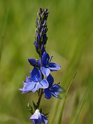 Veronica prostrata subsp. scheereri