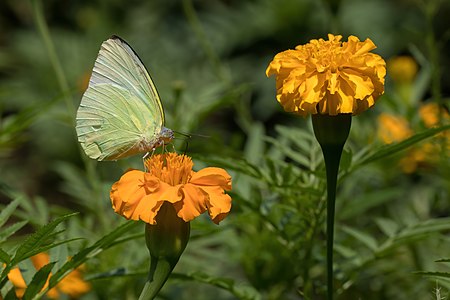 Yellow butterfly on Tagetes lucida